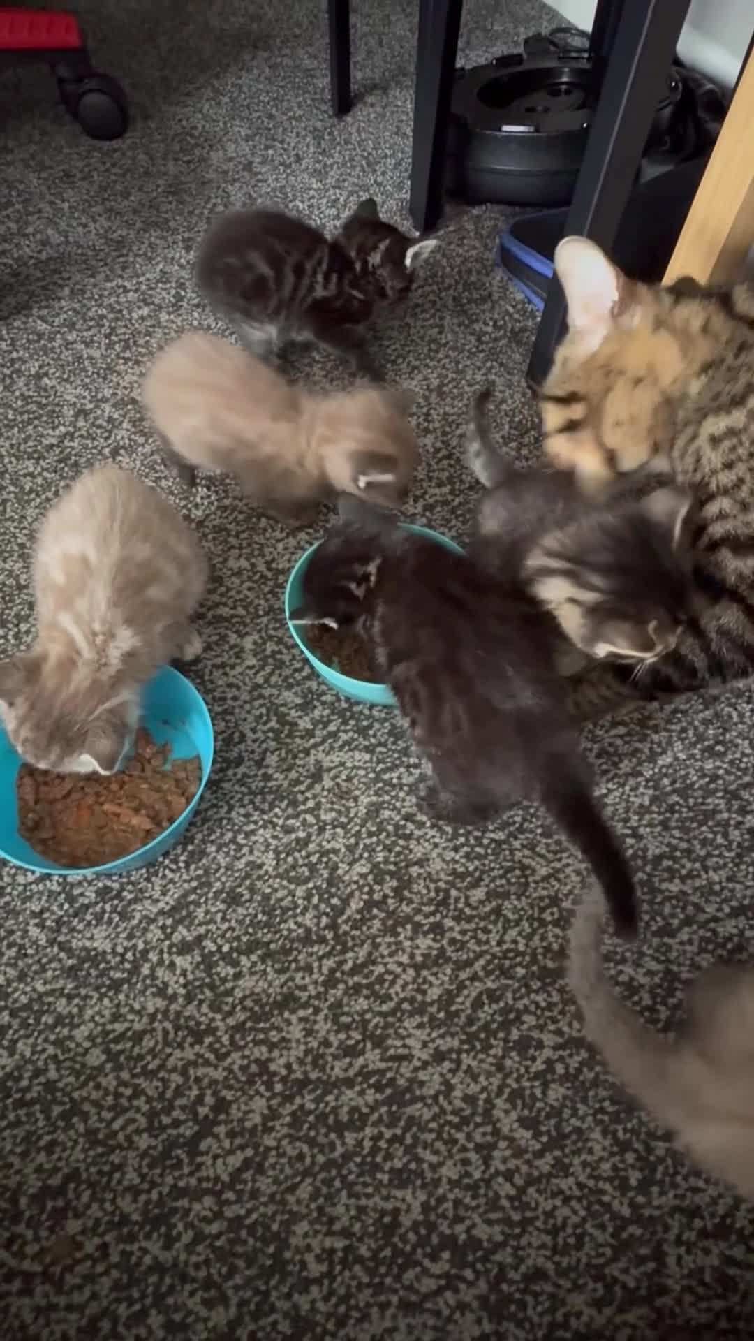 Bengal cats for sale: 7 beautiful Bengal kittens  - Video 1