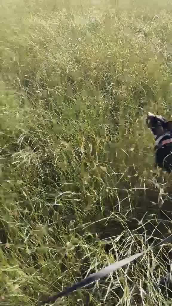 Mixed Breed dogs for adoption: Bingo, male, 1.5 years old, good with dogs  in Swindon - Video 1