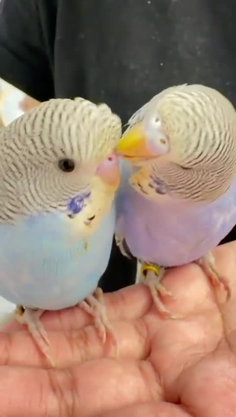 Budgerigars birds for sale: Baby split tcb/bf budgies available w/ full setup - Video 5
