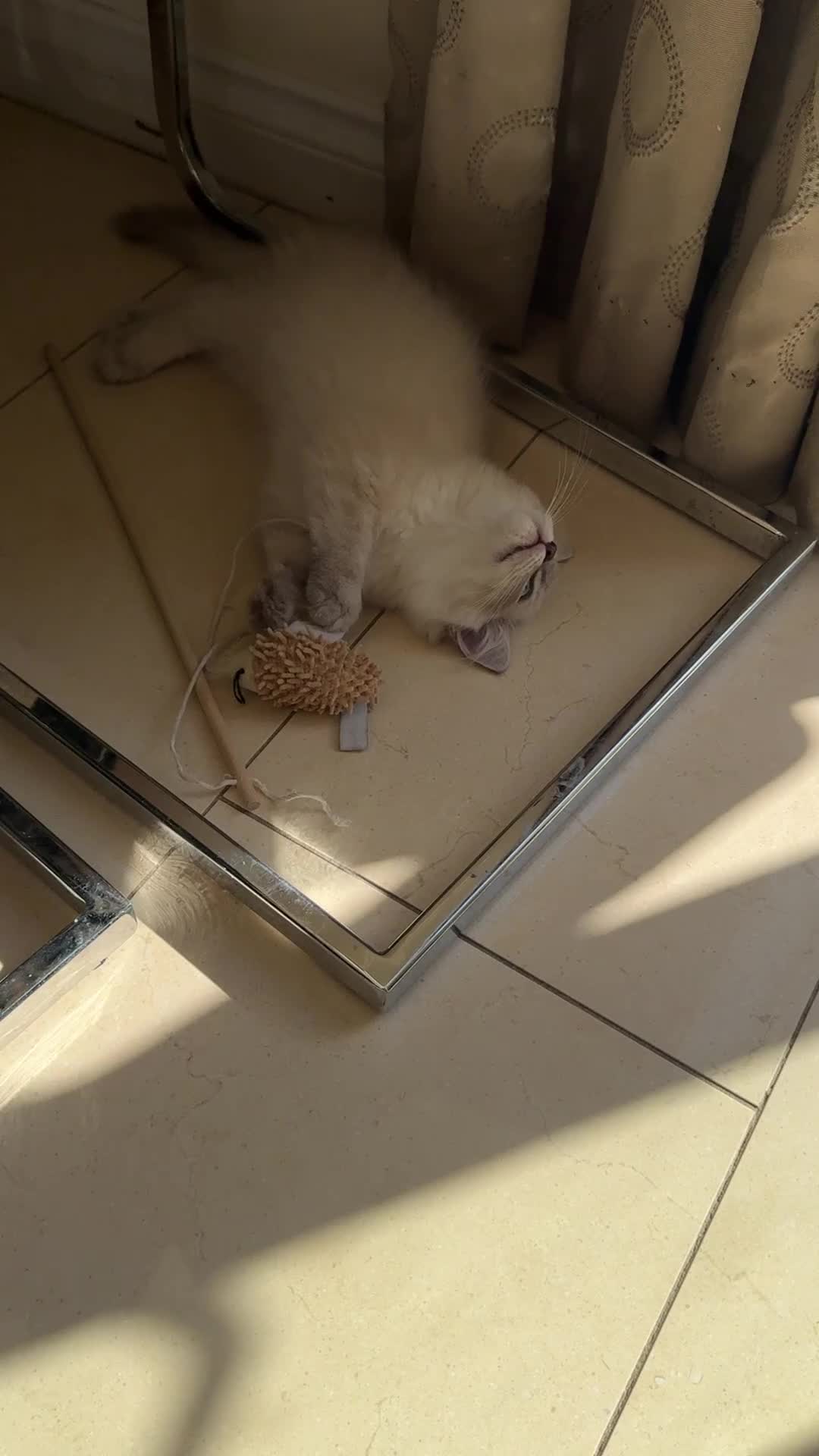Ragdoll cats for sale: Stunning GCCF reg ragdoll kittens available now  - Video 4