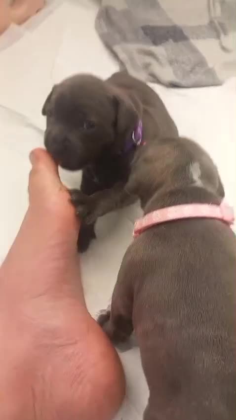 Staffordshire Bull Terrier dogs for sale: Beautiful Blue /Red Staffie  - Video 1