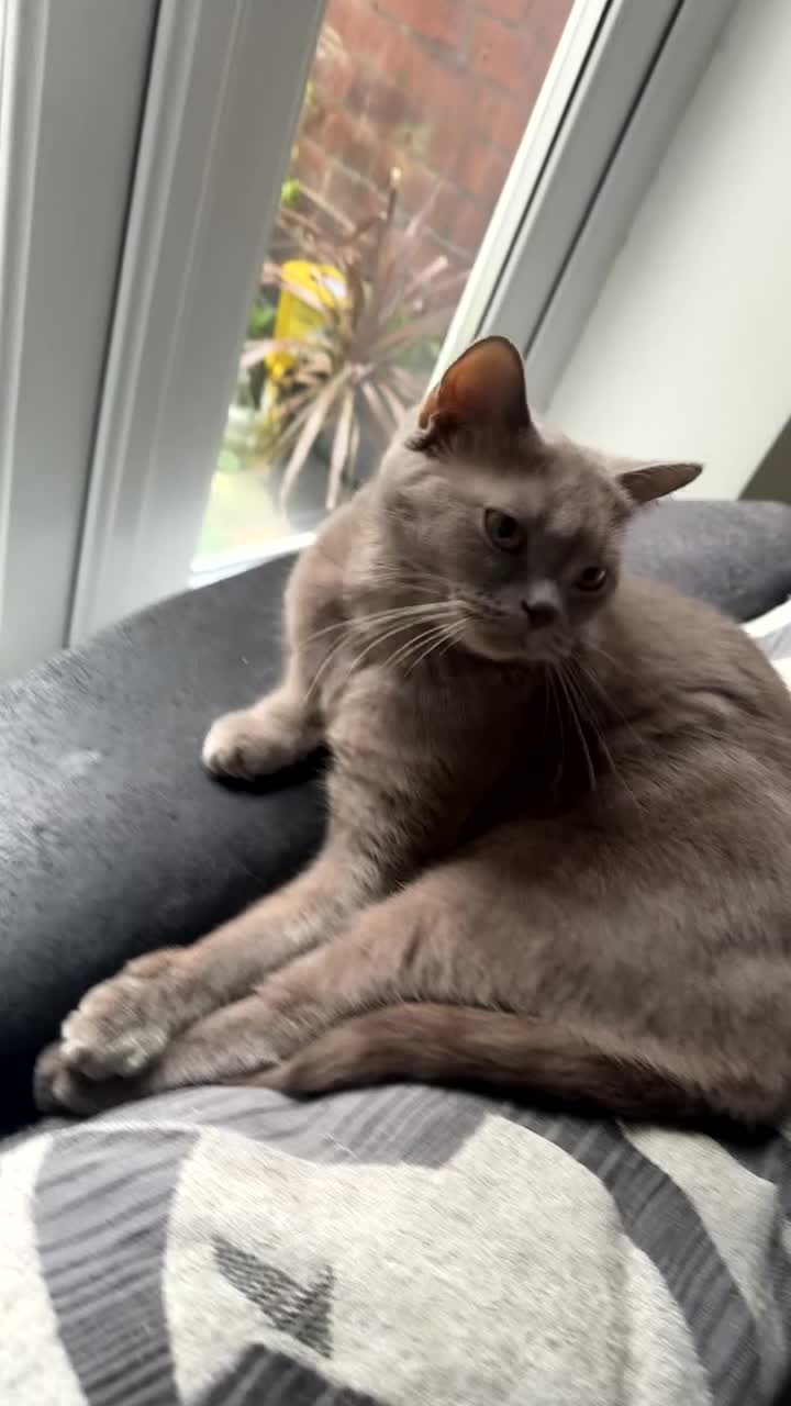 British Shorthair cats for sale: MOTHER FOR SALE  - Video 1