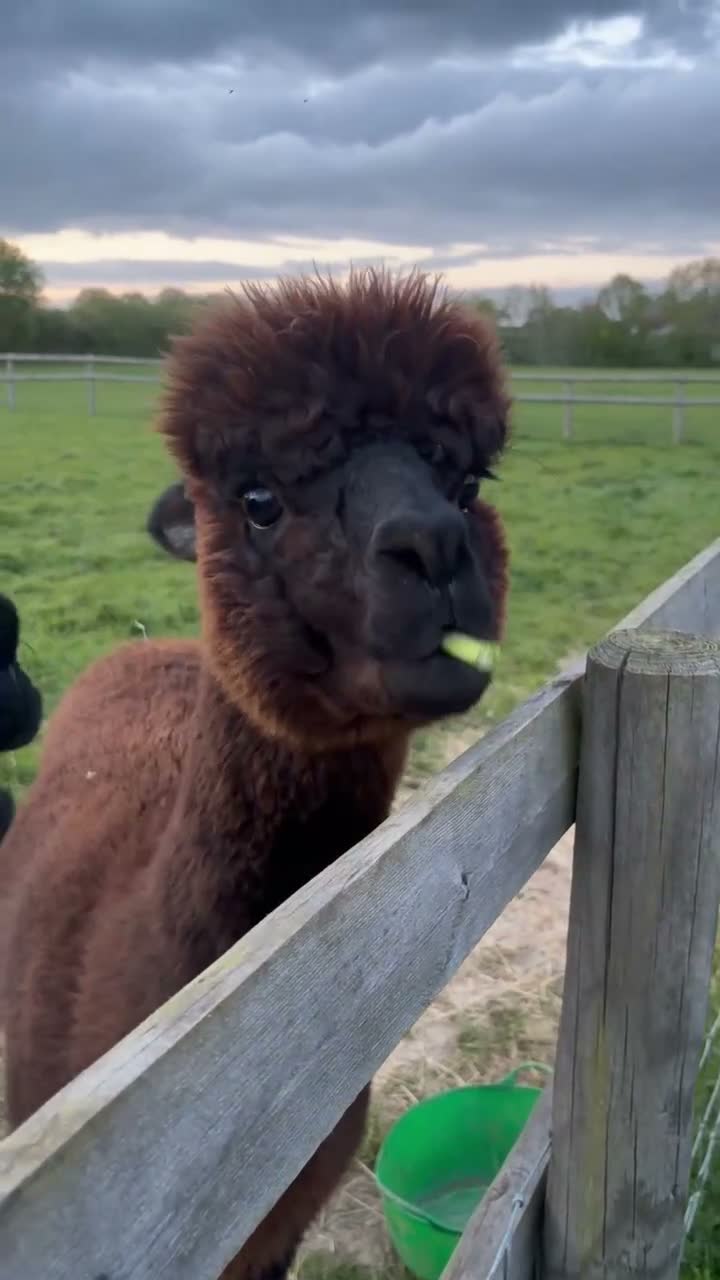 Alpaca livestock for sale: 5 beautiful quality BAS registered alpacas - Video 1