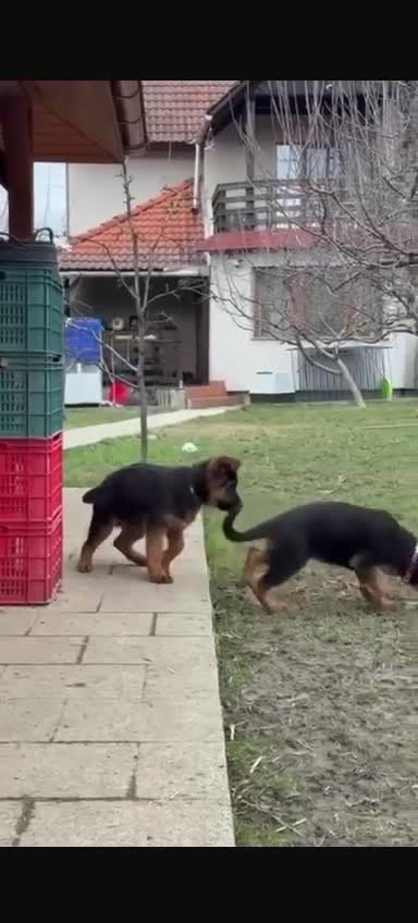 German Shepherd dogs for sale: German Shepard  - Video 1