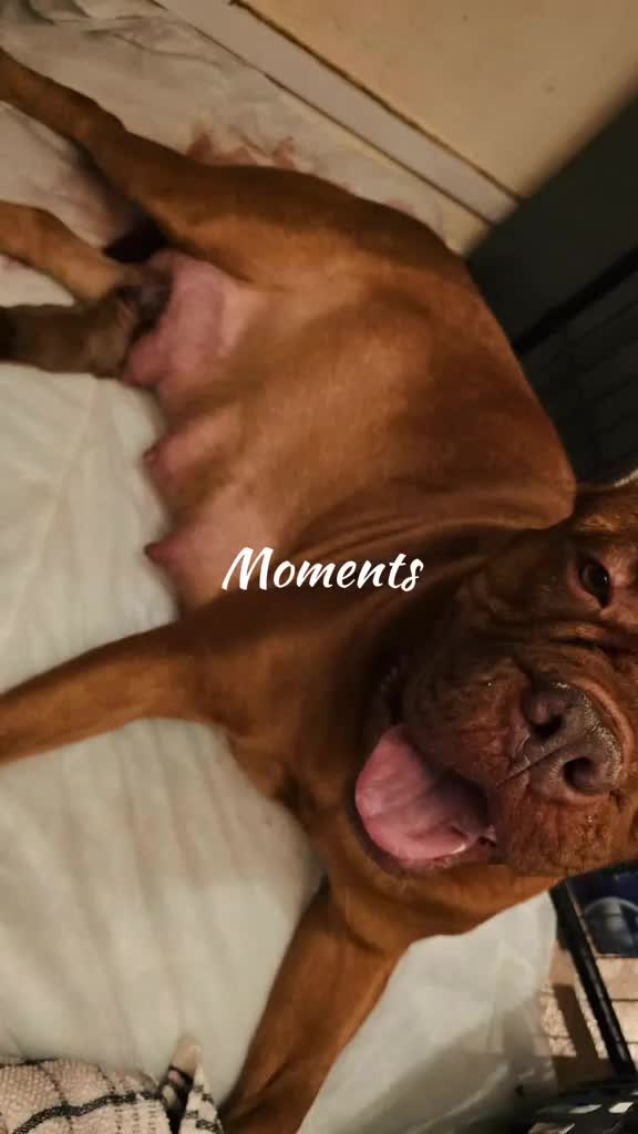 Dogue De Bordeaux dogs for sale: Dogue De Bordeaux Puppies - Video 1