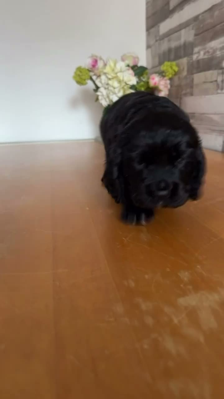 Cocker Spaniel dogs for sale: Working cocker spaniel  - Video 2
