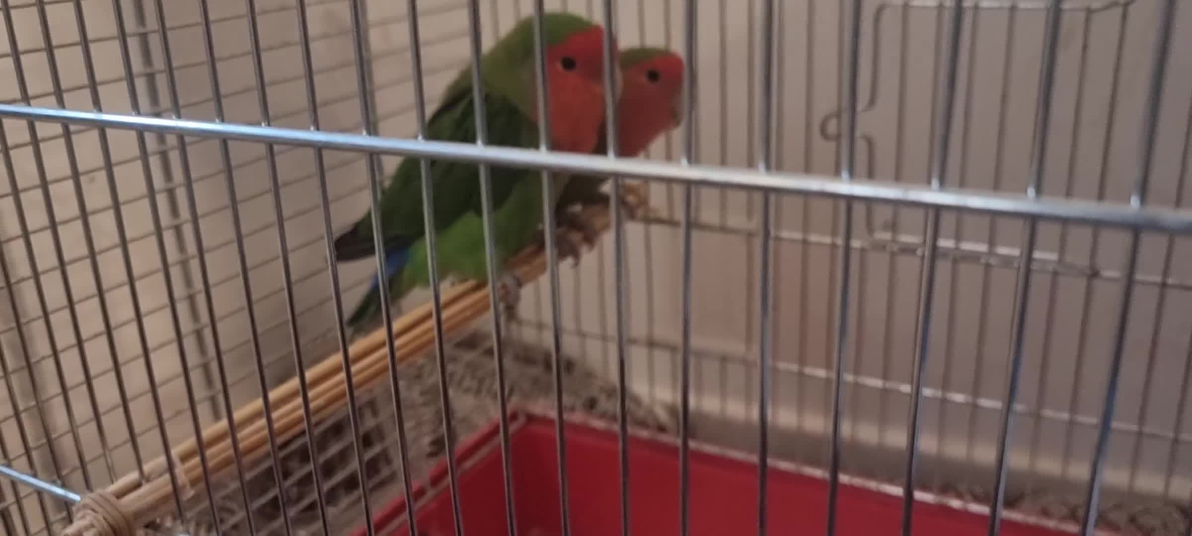 Lovebirds birds for sale: lovebird - Video 1