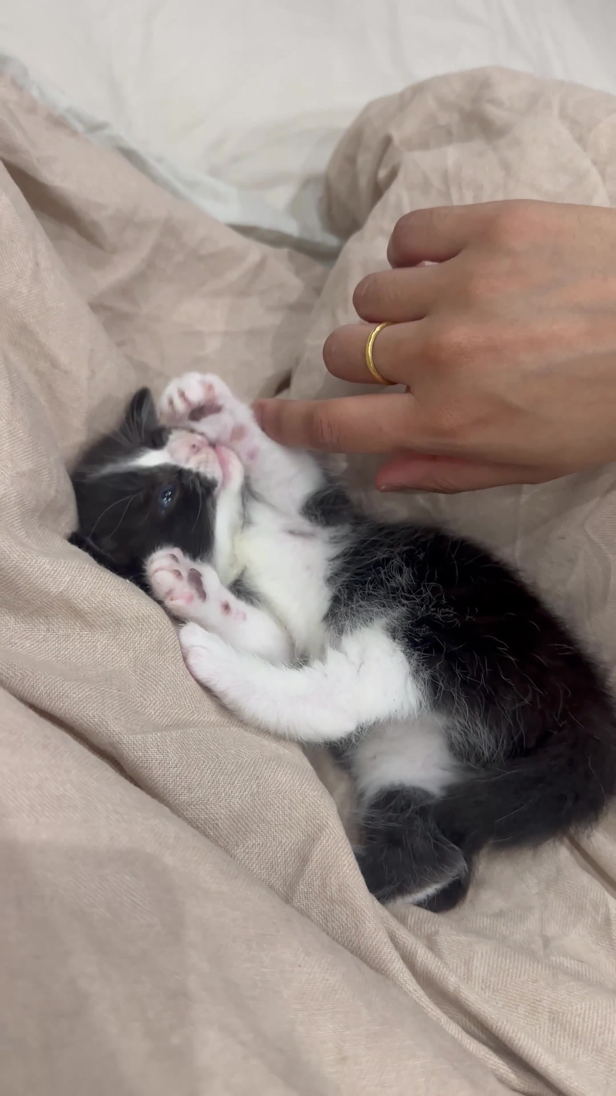 British Shorthair cats for sale: 2 boy British shorthairs  - Video 2