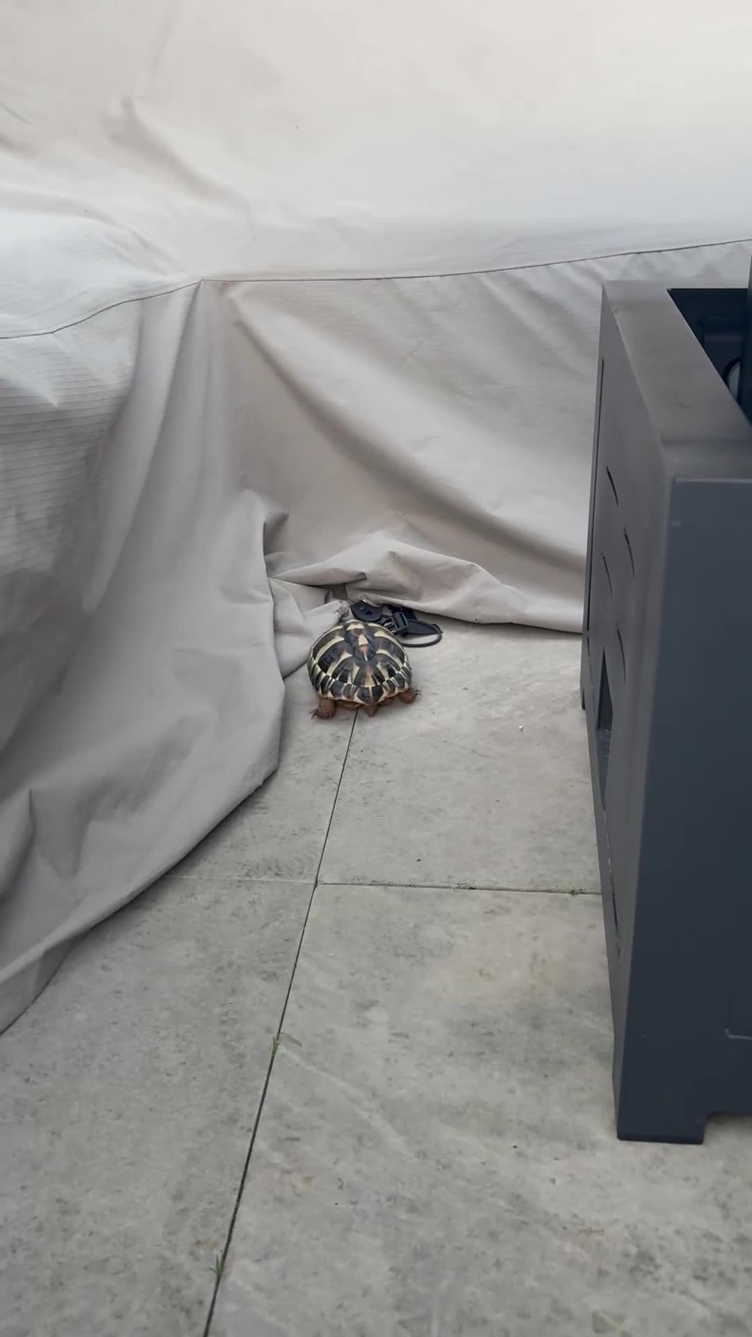 Hermann Tortoise reptiles for sale: Lovely Hermanns Tortoise looking for a new home  - Video 1