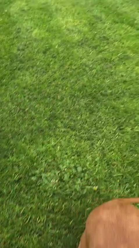 Miniature Dachshund dogs for sale: K.C Miniature Dachshunds Isabella Dapple PRA clear - Video 3