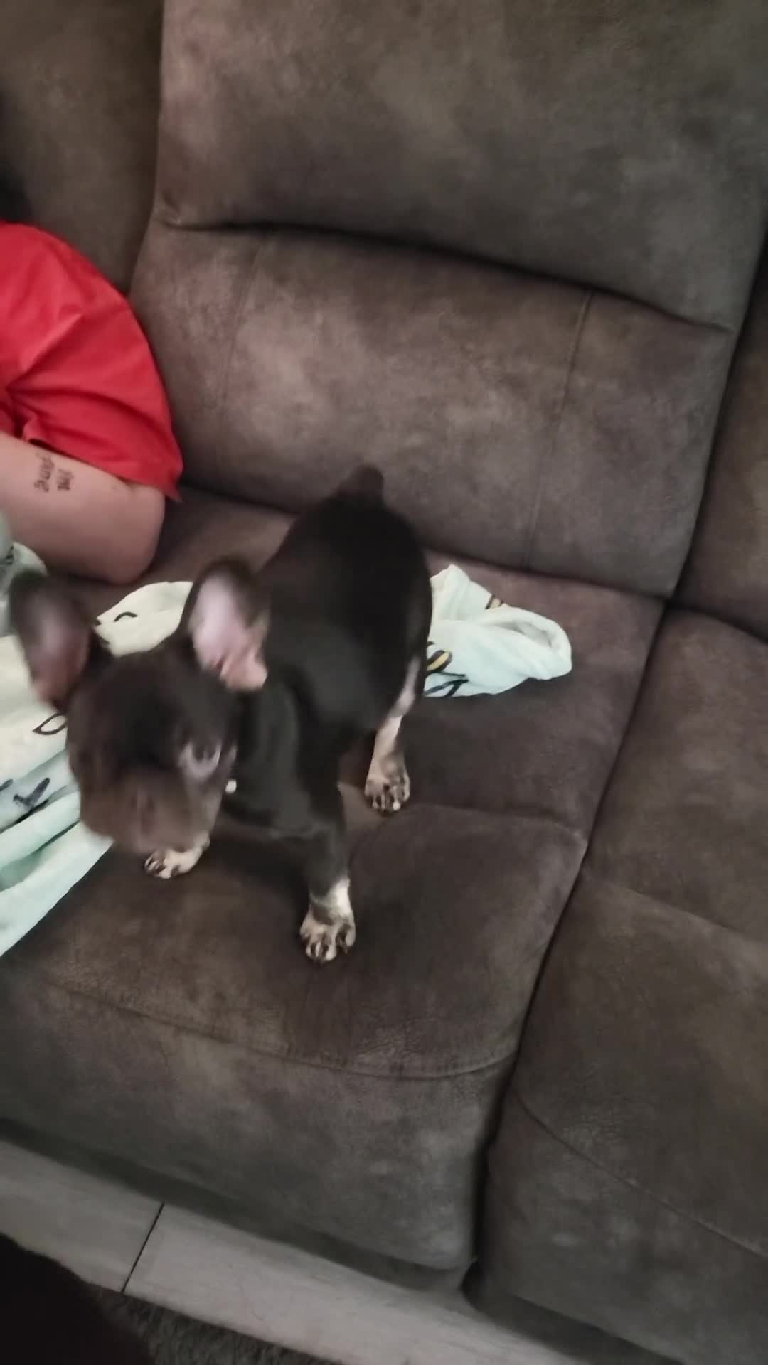 French Bulldog dogs for sale: Bitch Mini french bulldog - Video 3