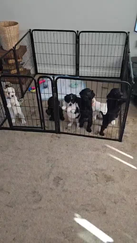 Cockapoo dogs for sale:  F2 Cockerpoo Puppies Ready Now - Video 1