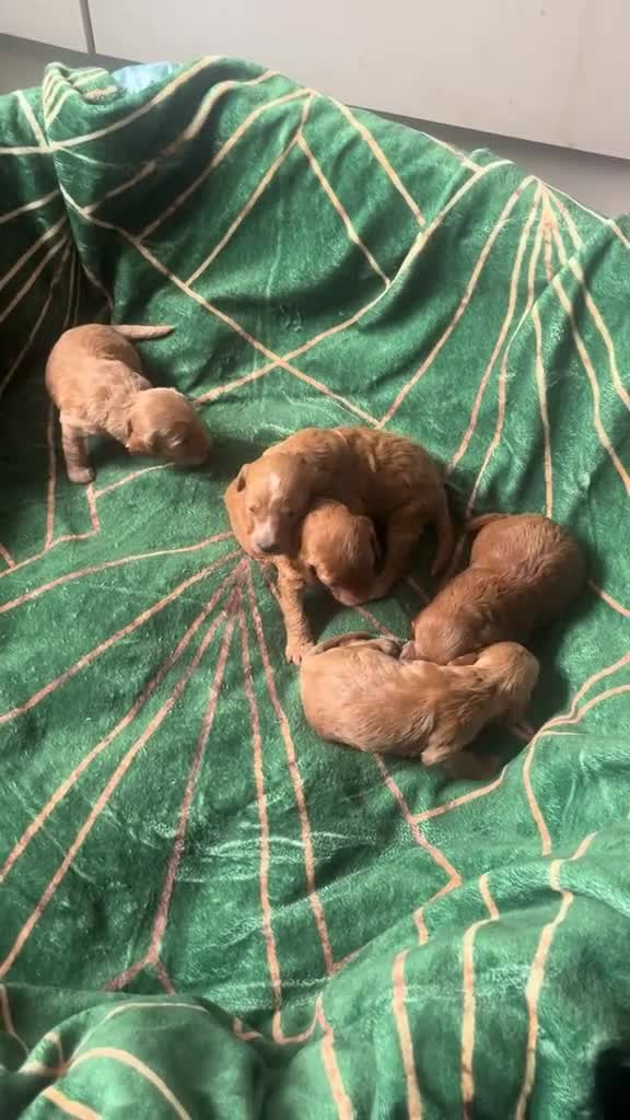 Cockapoo dogs for sale: ONLY ONE DARK BROWN FEMALE LEFT - Video 4