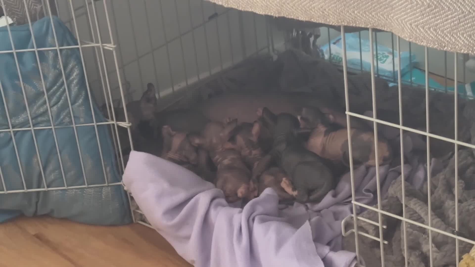 Sphynx cats for sale: Adorable sphinx kittens - Video 2