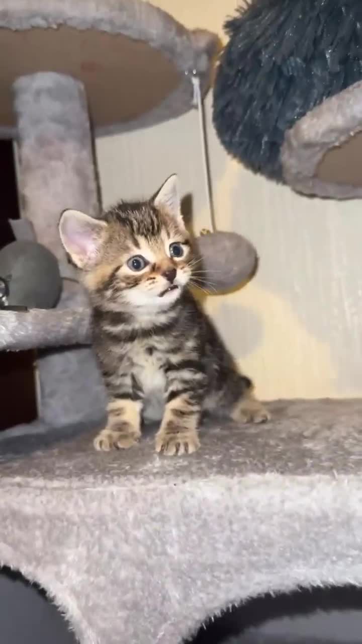 Mixed Breed cats for sale: Kittens for sale - Video 3