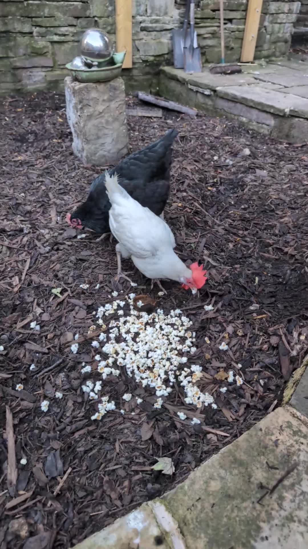 Chickens poultry for sale: 3 Chickens to rehome - Video 1