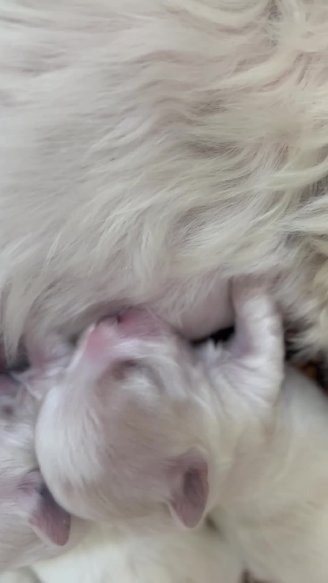 Maltese dogs for sale: Maltese boy for SALE  - Video 2