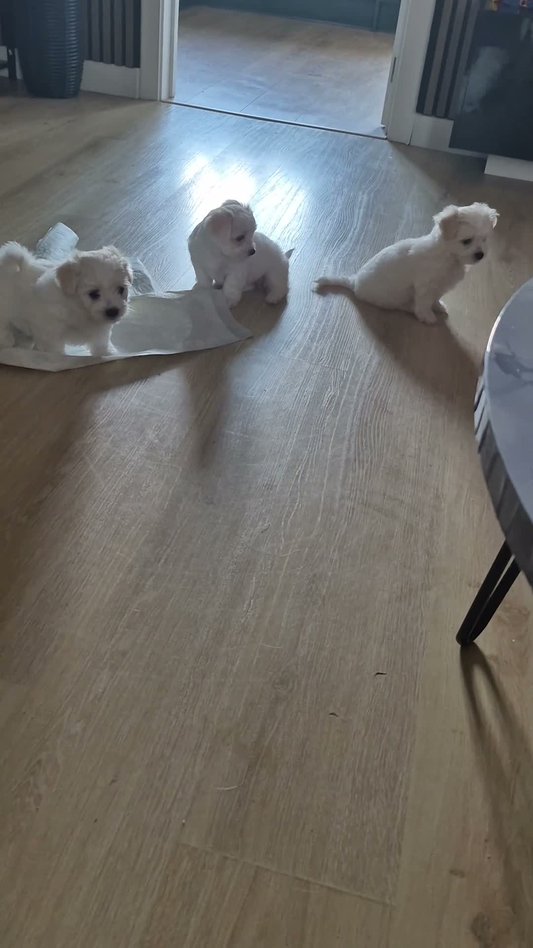 Mixed Breed dogs for sale: Maltese-Bichon puppies for sale 4 boys available - Video 1