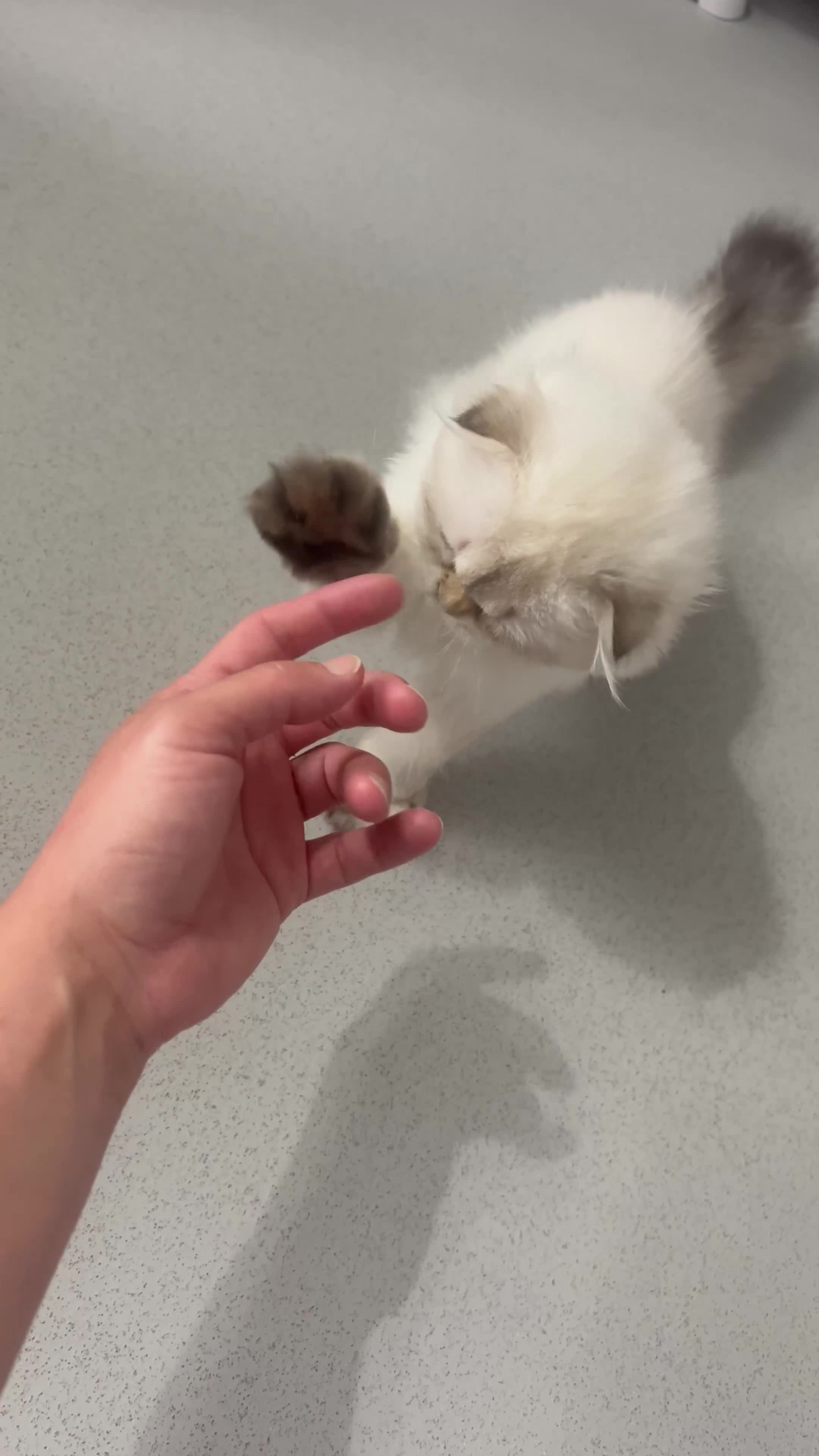 Scottish Fold cats for sale: Pedigree Champion line SFLH girl  in Rainham - Video 3
