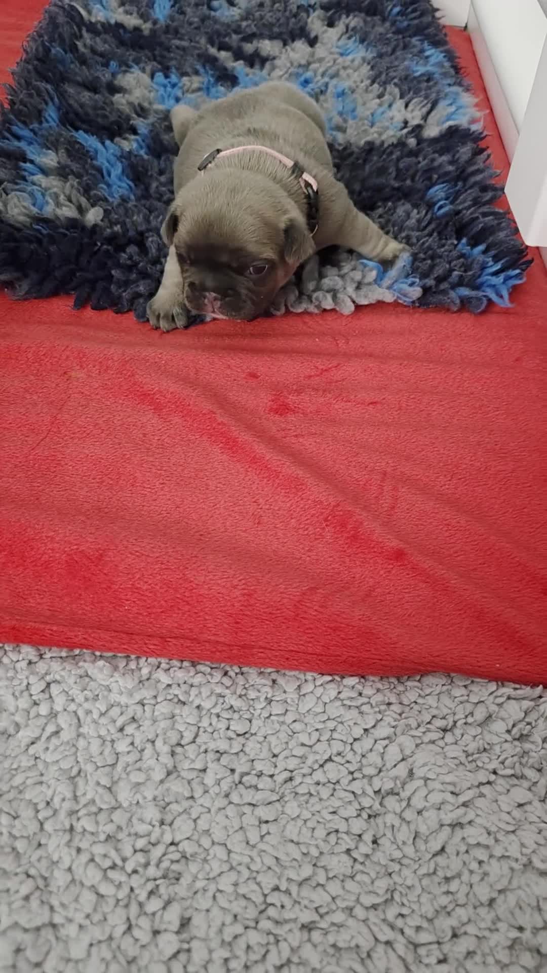 French Bulldog dogs for sale: Beautiful, Chunky, Frenchie Puppies - Video 3