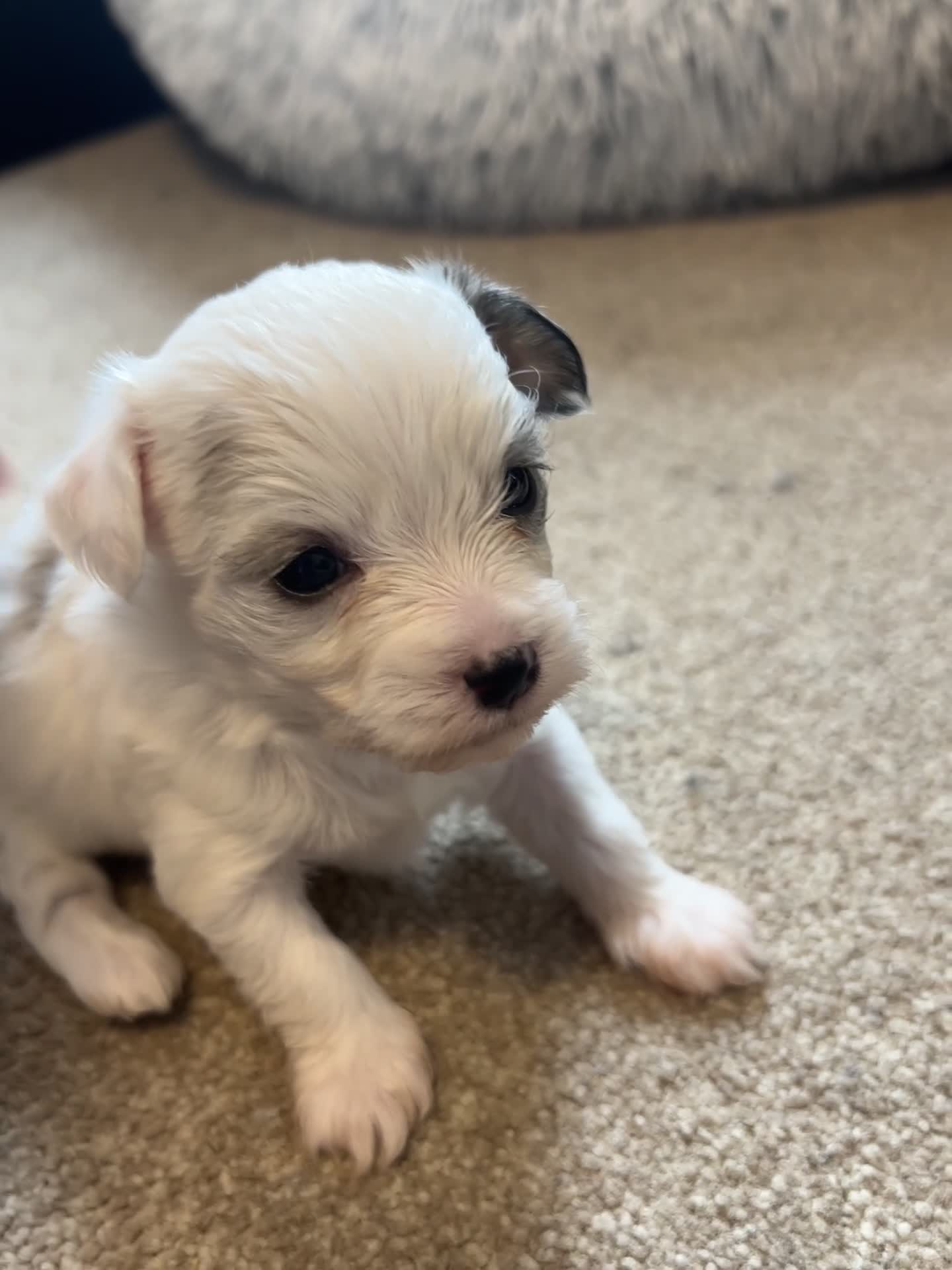 Mixed Breed dogs for sale: Puppies  - Video 2