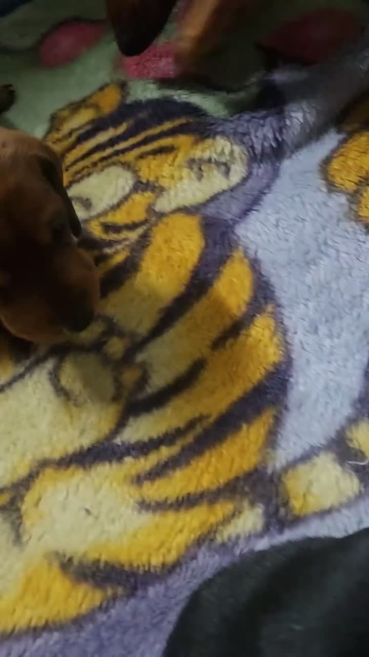 Miniature Dachshund dogs for sale: BEAUTIFUL MINIATURE DACHSHUND  - Video 3