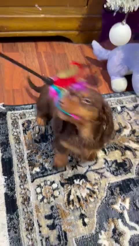 Miniature Dachshund dogs for sale: PRA 🏆Clear Champion 🏆Long Haired Puppies - Video 1