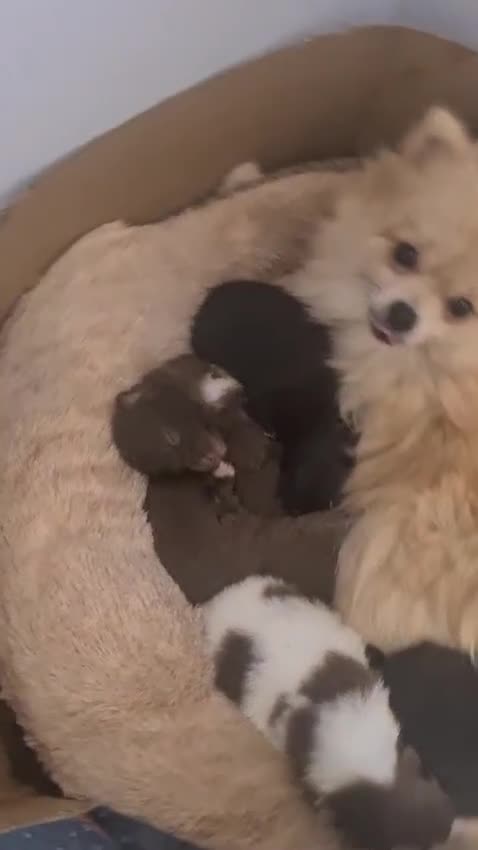 Pomeranian dogs for sale: Here I have 3 loving Pomeranian females  in Merthyr Tydfil - Video 1
