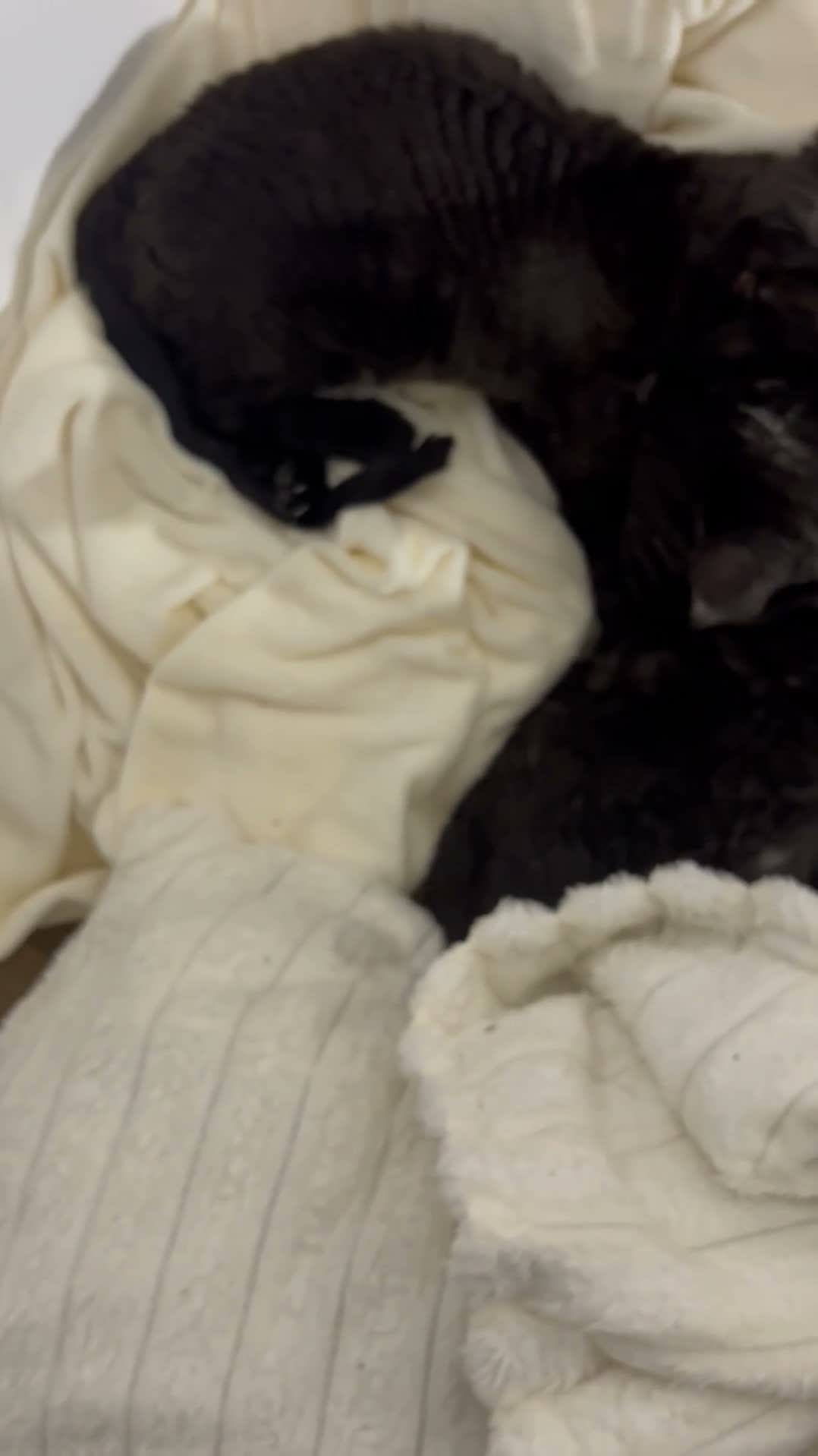 Devon Rex cats for sale: 5 yr old Devon Rex male  - Video 5