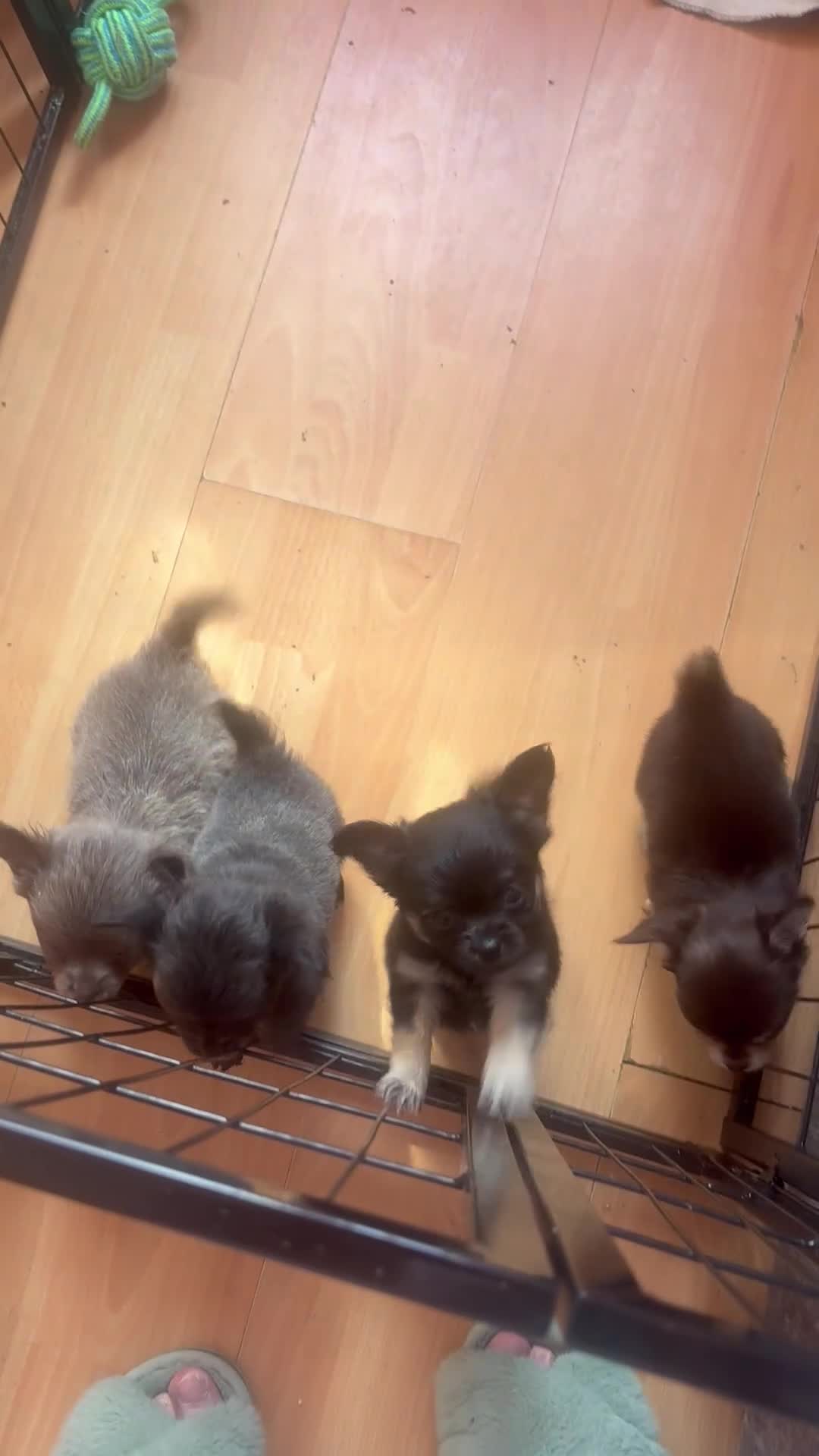 Chihuahua dogs for sale: Kc beautiful chihuahua boys  - Video 3