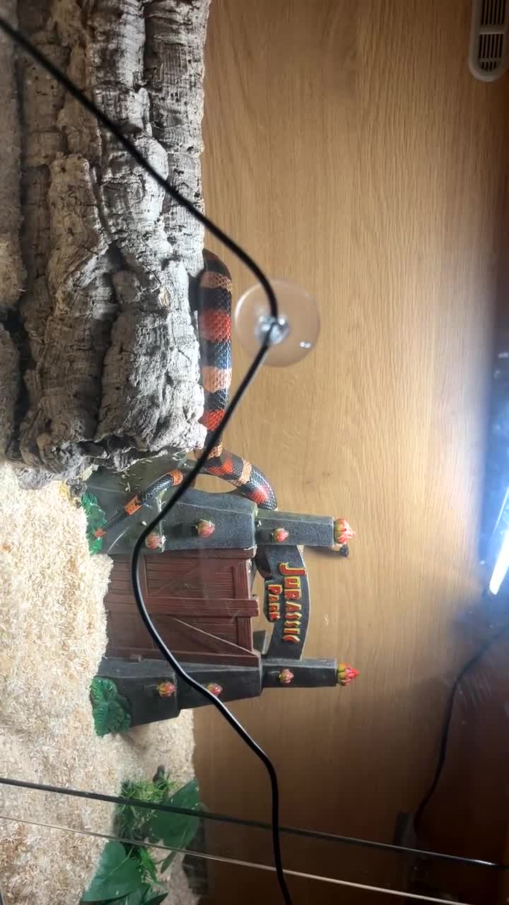 Milk Snake reptiles for sale: Beautiful milk snake  in Worthing - Video 3