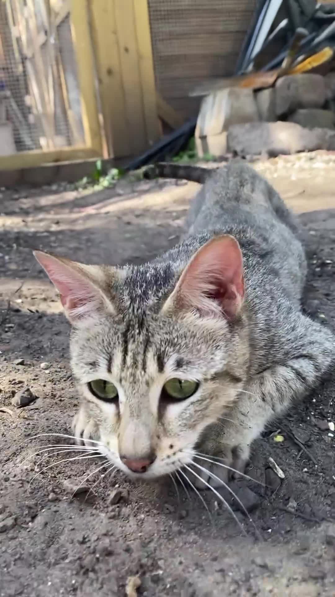 Savannah cats for sale: STUNNING SAVANNAH girl F5 sbt pure pedigree  - Video 1