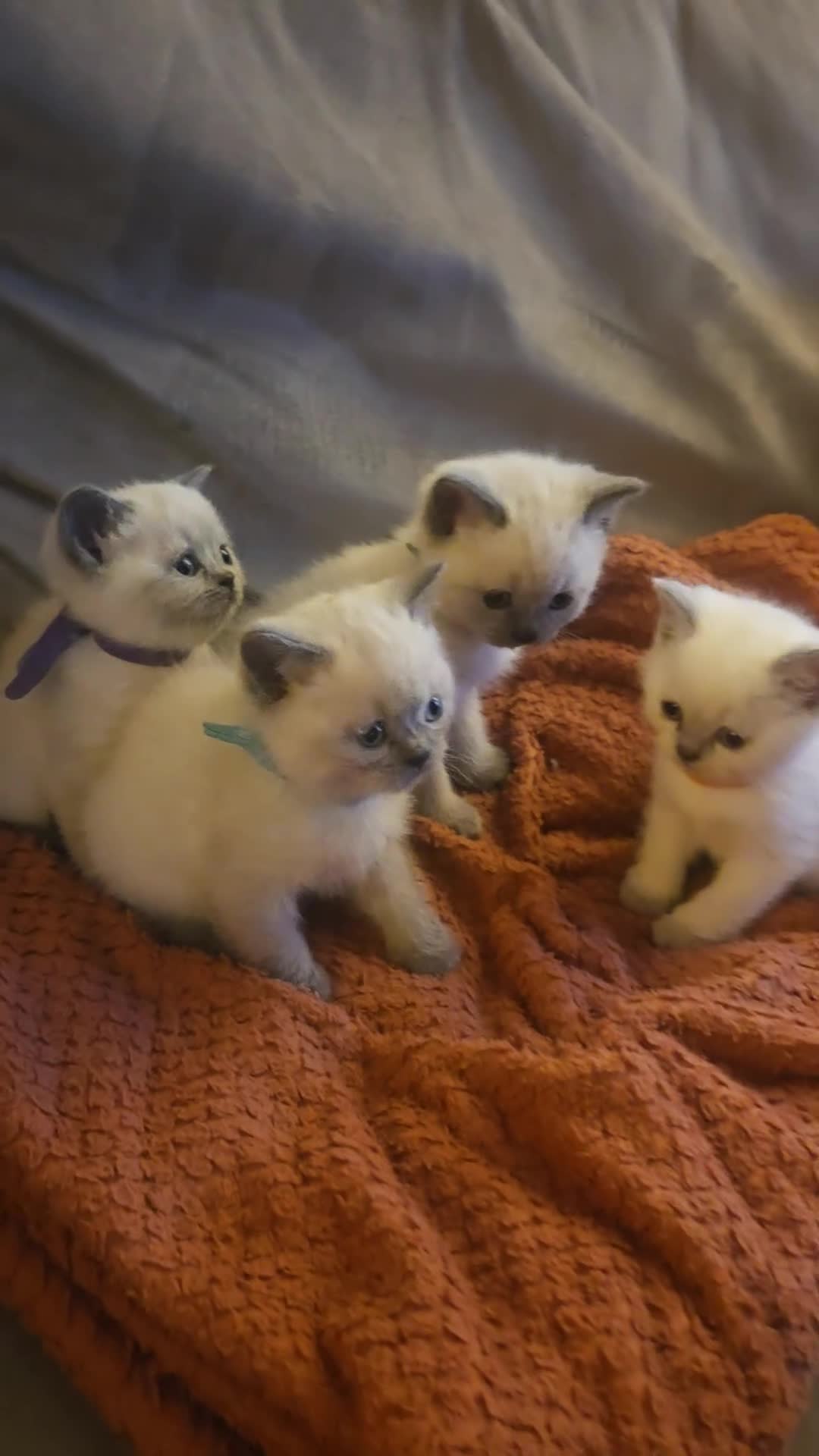 British Shorthair cats for sale: Colour point British short haired   in Derby - Video 1