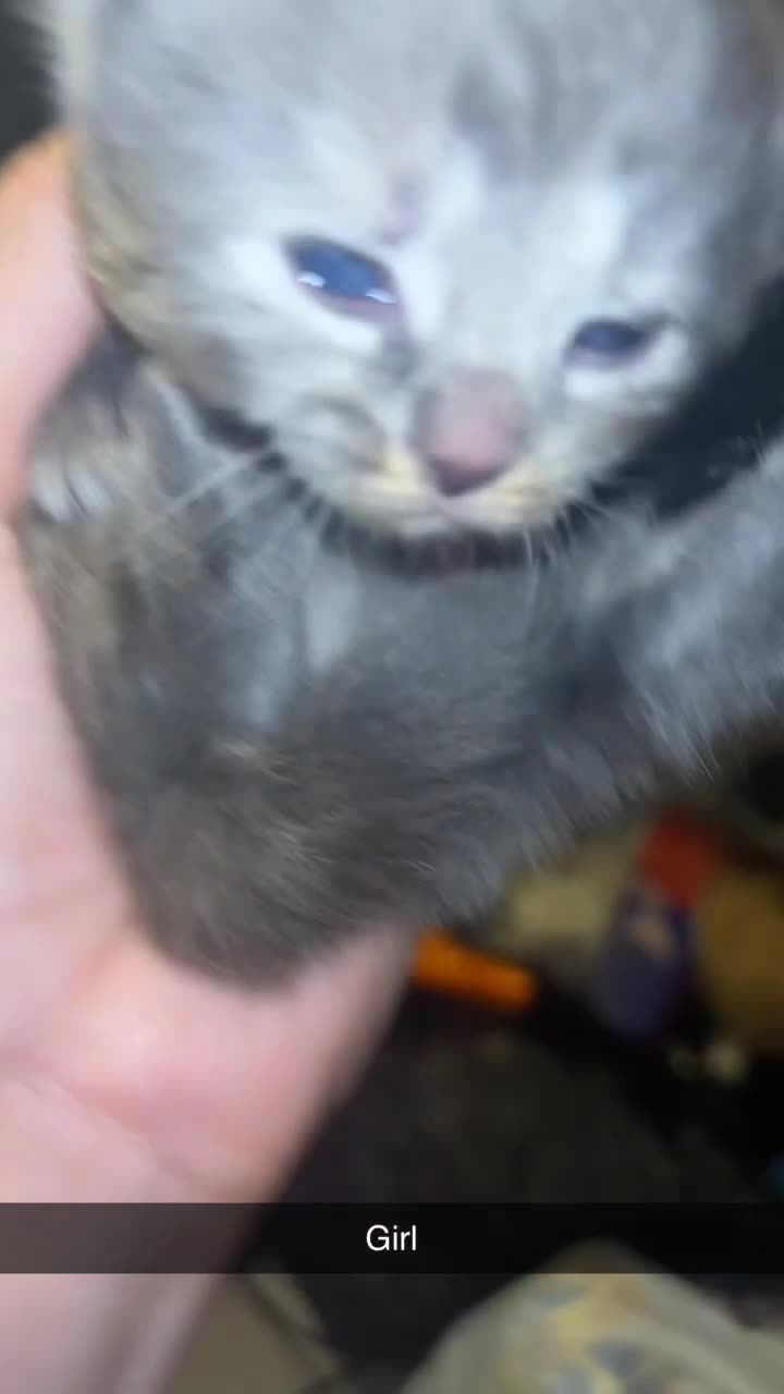 Domestic Shorthair cats for sale: Domestic short hair / long hair  - Video 4