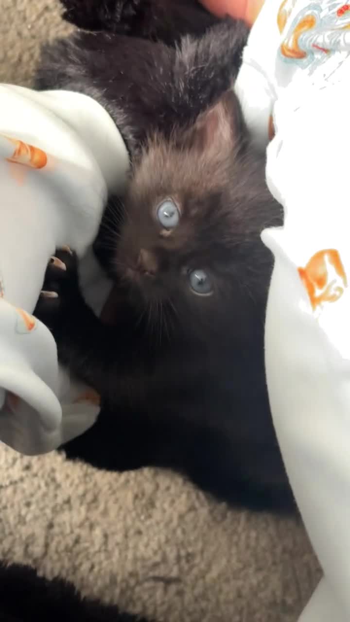 Mixed Breed cats for sale: 4 Tabby’s and 1 Black kitten for sale!  - Video 3