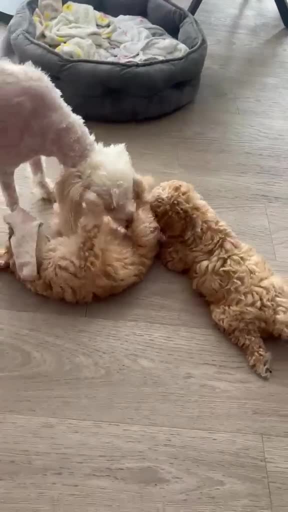 Cavapoochon dogs for sale: Stunning F1 Cavapoochon Puppies Healthy and Ready  in London - Video 2