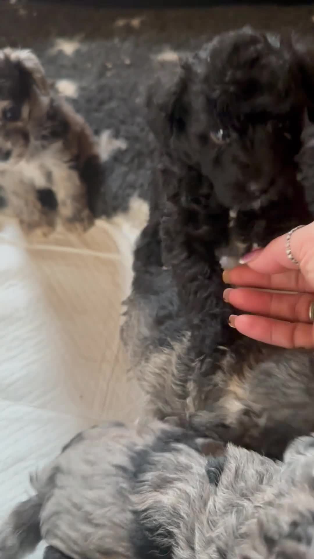 Mixed Breed dogs for sale: Rare Toy Schnoodles  - Video 1