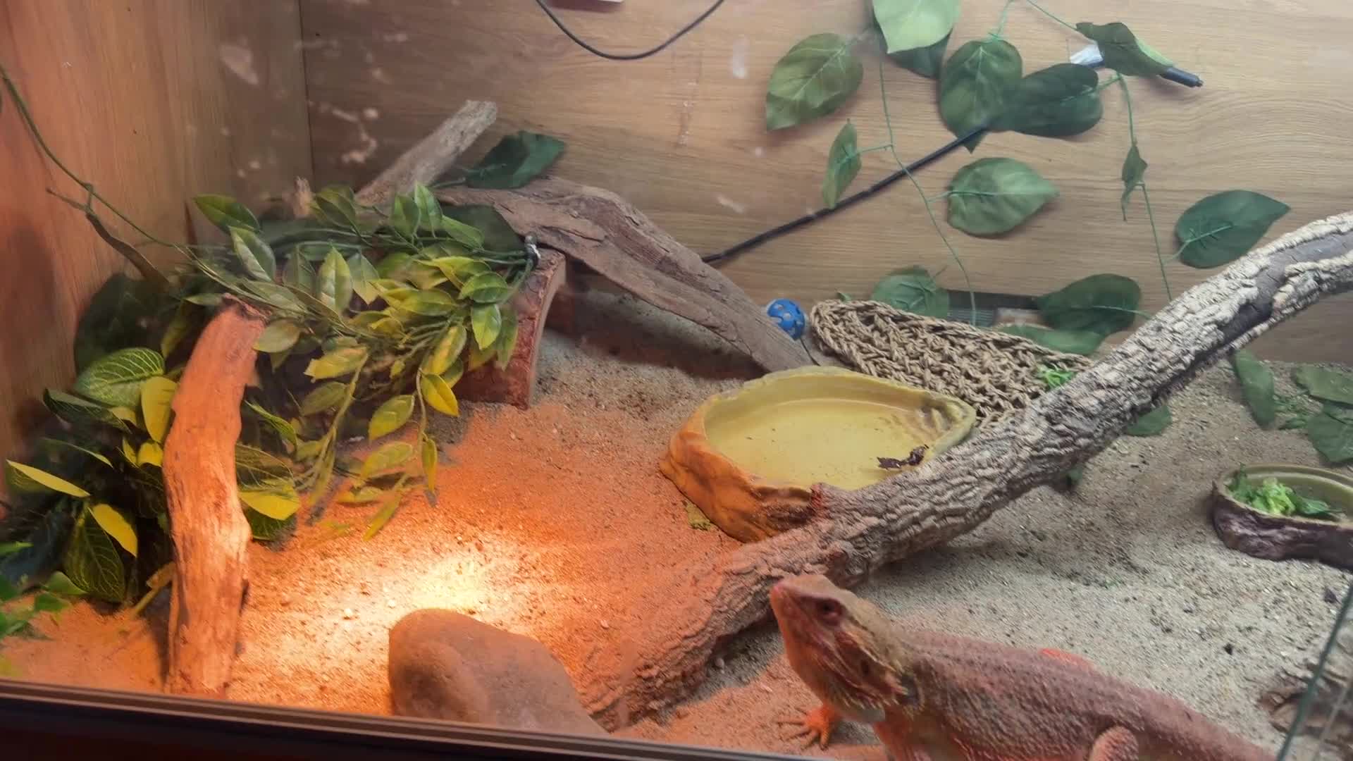 Bearded Dragon reptiles for sale: Bearded Dragaon With Complete Setup in Hayes - Video 1