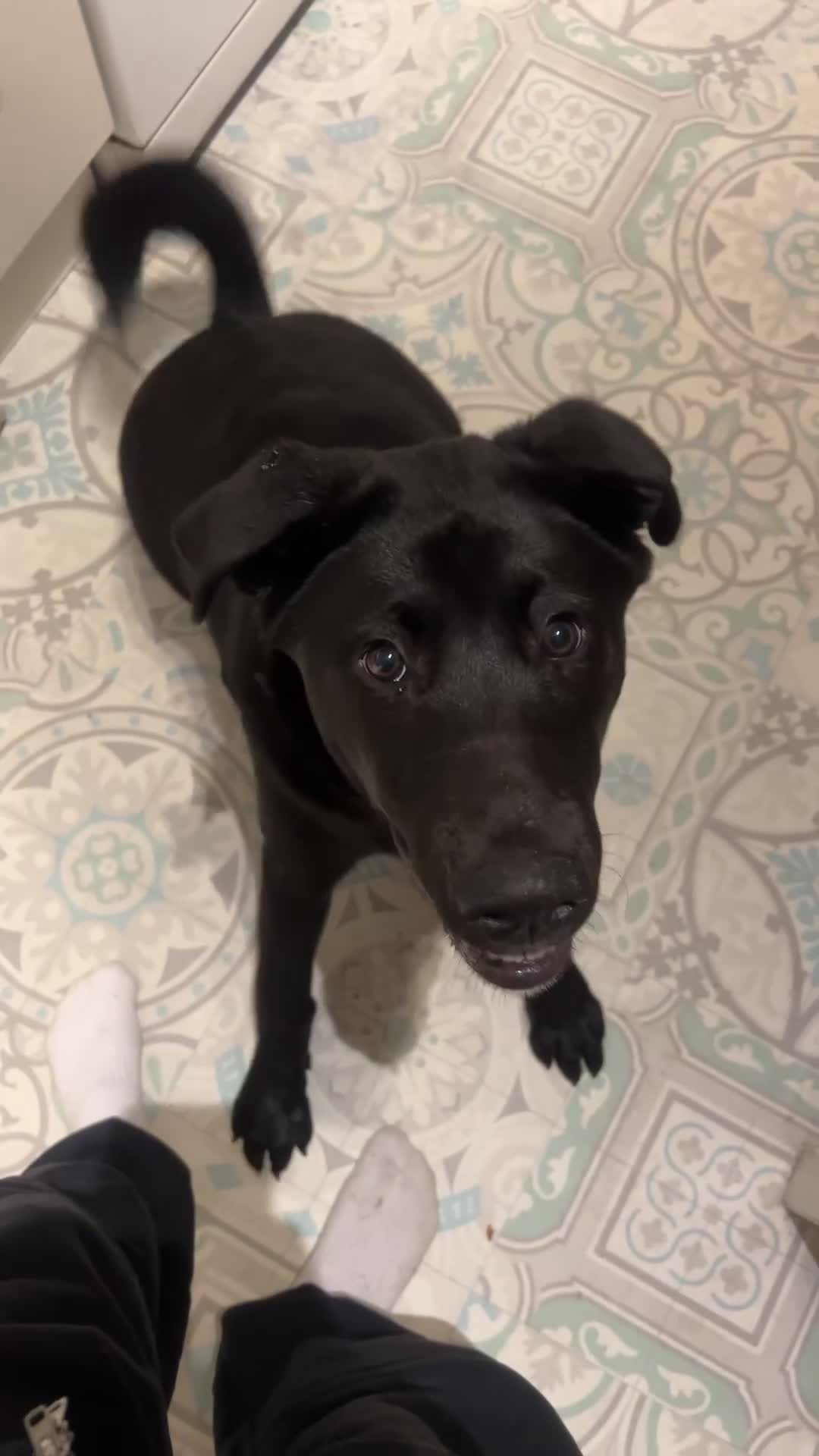 Mixed Breed dogs for sale: Bear, 7 Month old Lab/Akita - £500 - Video 1