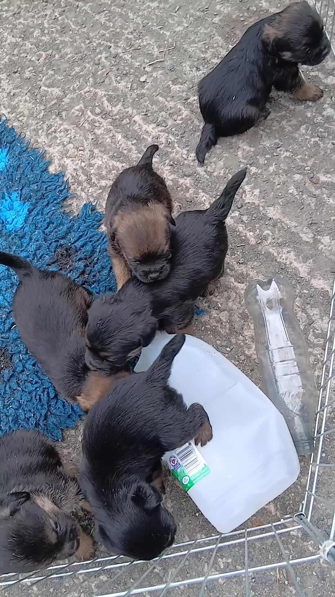 Border Terrier dogs for sale: Kc registered border terrier bitch pup. - Video 1