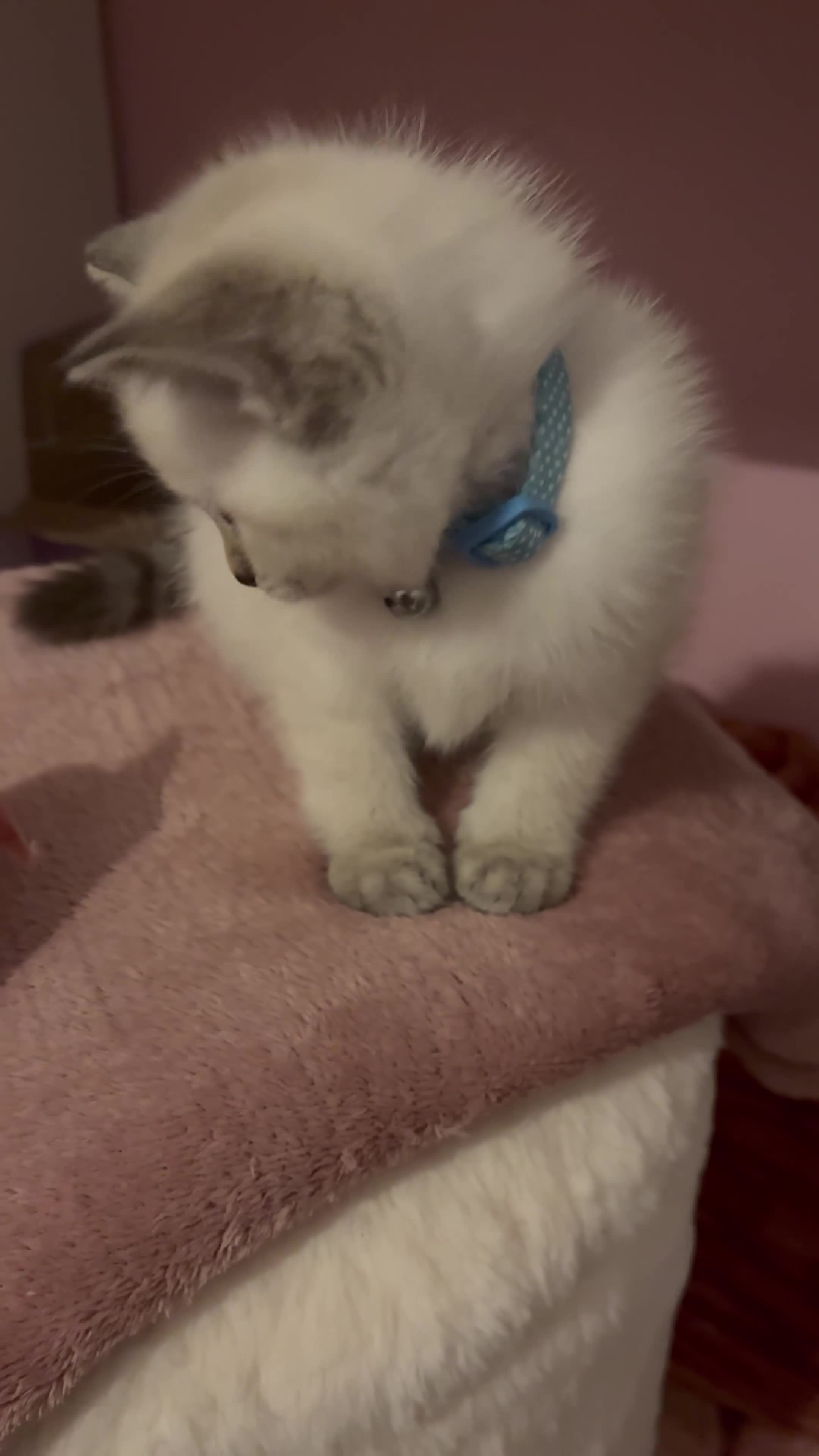 Mixed Breed cats for sale: BSH x Ragdoll Kittens READY NOW in North Shields - Video 2