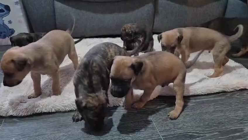 Lurcher dogs for sale: Lurcher puppies for sale  - Video 1