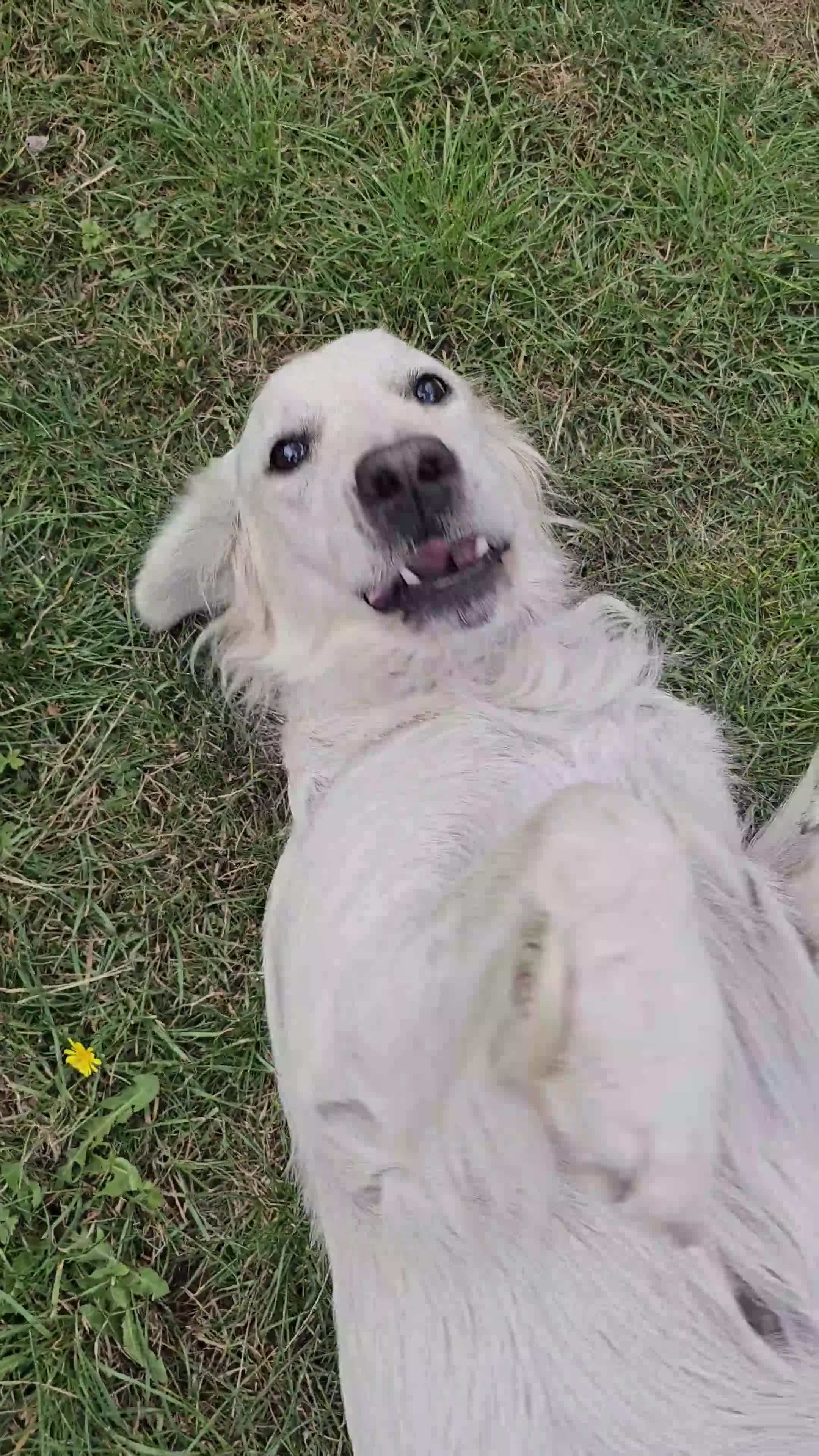 Golden Retriever dogs for sale: Sweet 🧡 Loving Golden Retriever Needs New Home - Video 2