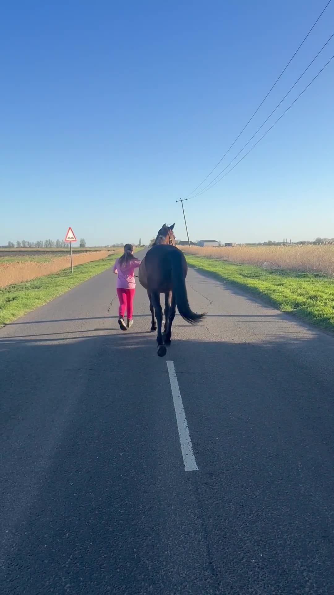 Other Breed horses for sale: School mistress/driving mare - Video 4