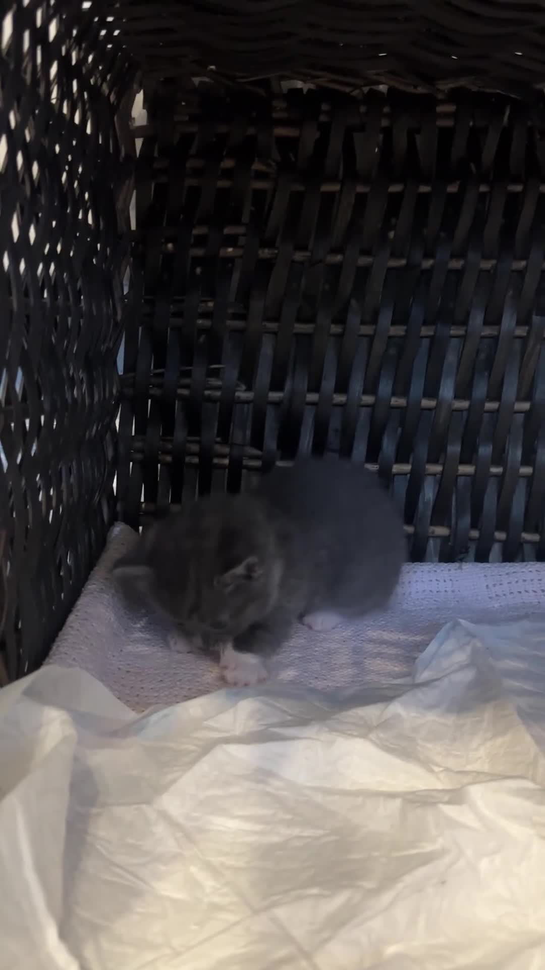 British Shorthair cats for sale: Mixed British Shorthair Kittens - Video 2