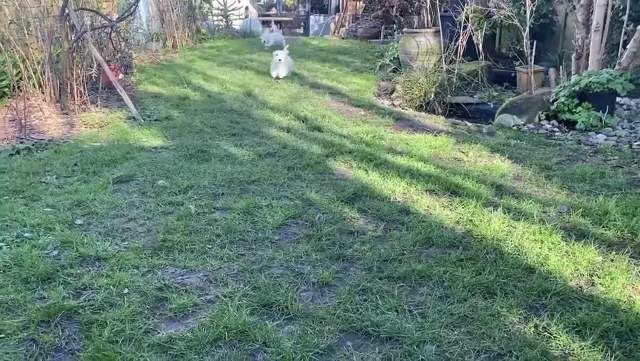 Sealyham Terrier dogs for sale: Sealyham Terrier Puppies - Video 1