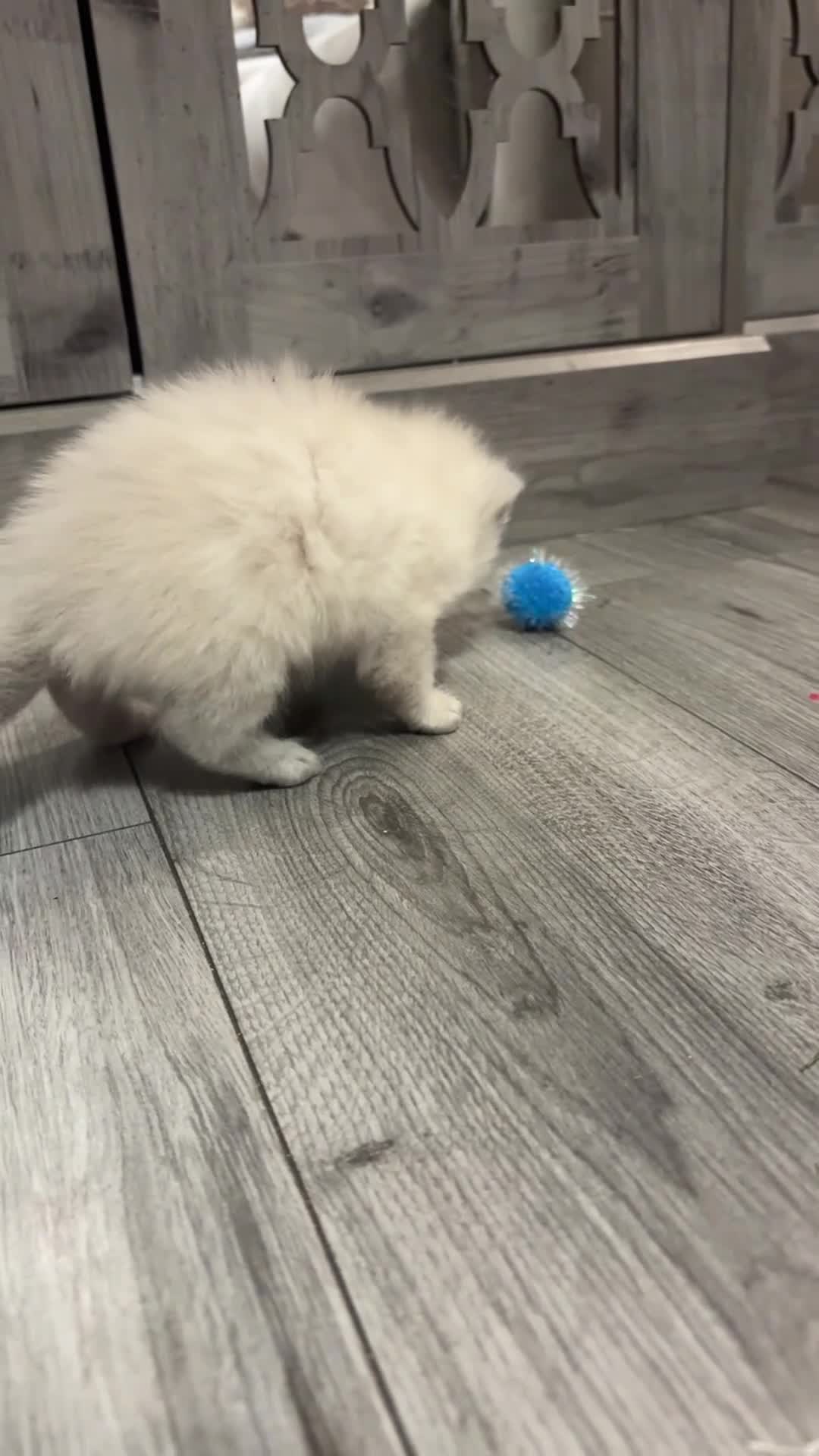Ragdoll cats for sale: Male ragdoll kitten  - Video 1