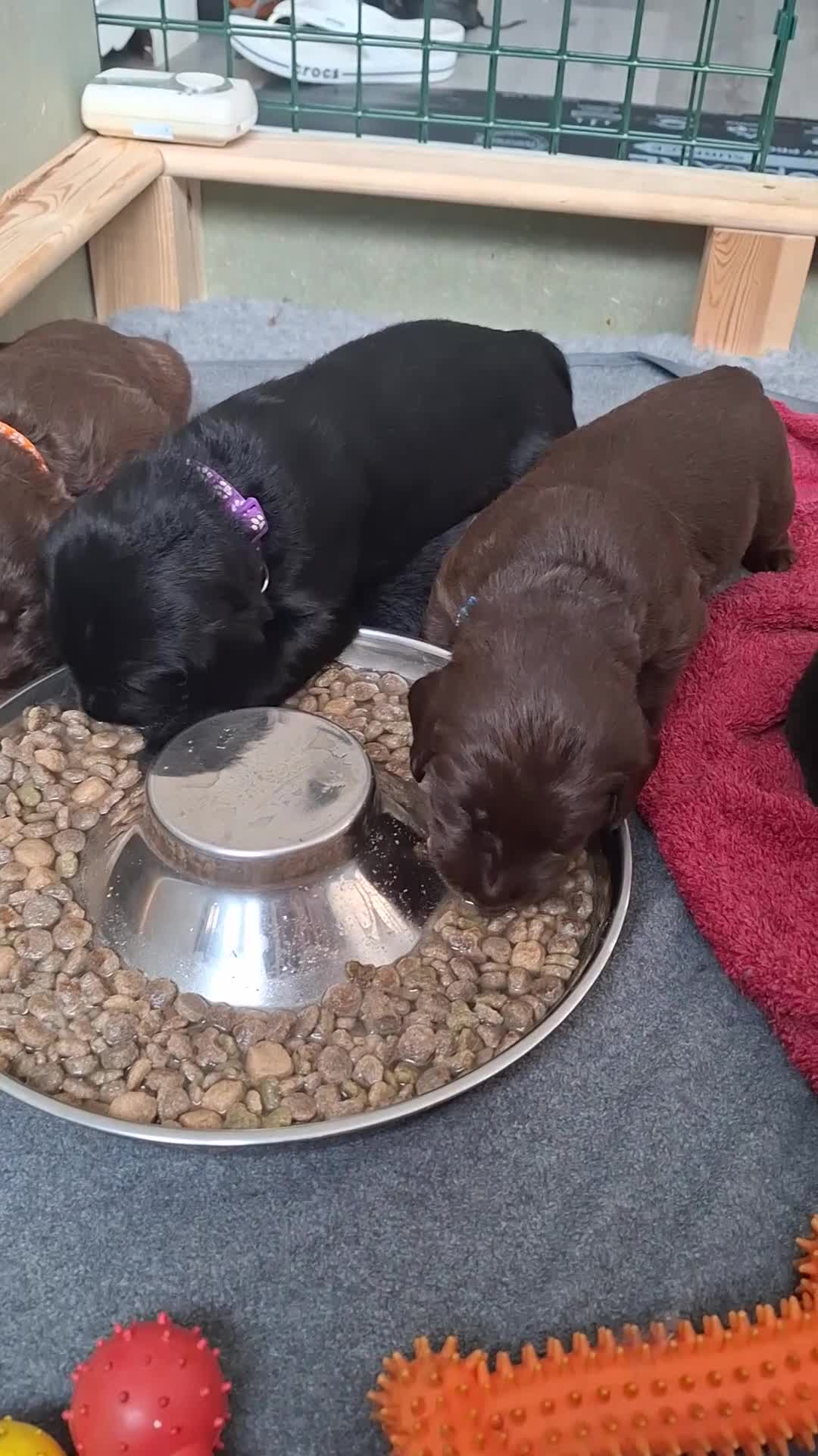 Labradoodle dogs for sale: Beautiful F3b labradoodle puppies in Ipswich - Video 2