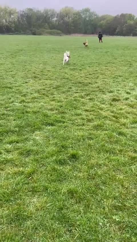 Mixed Breed dogs for adoption: Chance  - Video 1