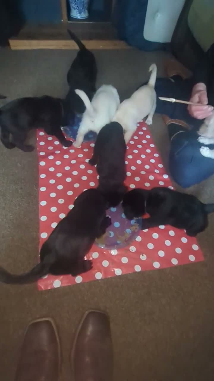 Mixed Breed dogs for sale: Labradoodle Puppies in Stamford - Video 2